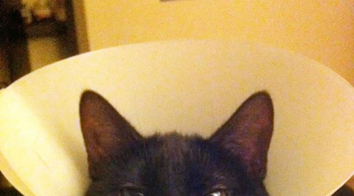 創意的寵物頭罩?? 喔~不!! 可能會招來毛小孩的厭惡… 寵物頭罩18