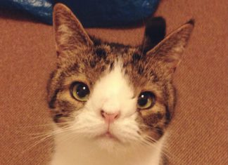 沒有鼻樑的貓,臉發生甚麼事了?? 天生無鼻樑的貓12