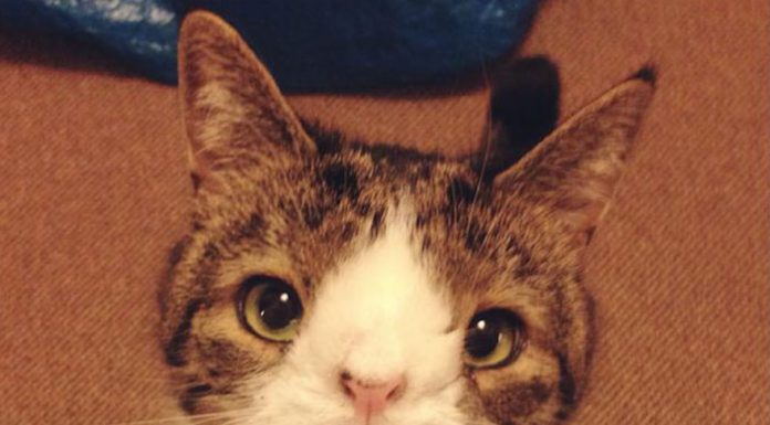 沒有鼻樑的貓,臉發生甚麼事了?? 天生無鼻樑的貓12