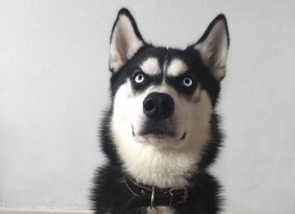 這隻哈士奇居然治癒了主人的憂鬱症! 怎麼做到的?? 表情豐富的哈士奇5