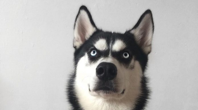 這隻哈士奇居然治癒了主人的憂鬱症! 怎麼做到的?? 表情豐富的哈士奇5