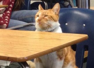 擁有學生證的國際貓! 沒有滑手機~很專心認真上課喔!! 在學校上課的貓5