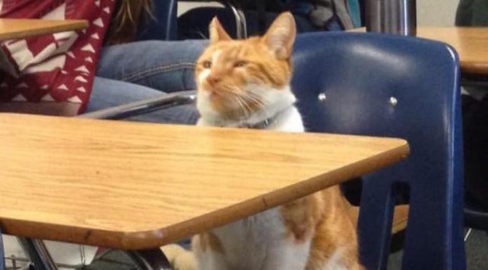 擁有學生證的國際貓! 沒有滑手機~很專心認真上課喔!! 在學校上課的貓5