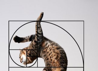 生來就有黃金比例身材的喵星人,真正的優雅之神! 黃金比例的貓5