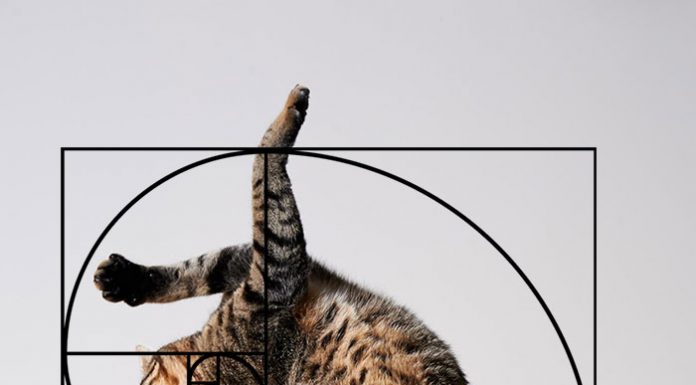 生來就有黃金比例身材的喵星人,真正的優雅之神! 黃金比例的貓5