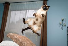 在空中漂浮的貓~~真的??!! 飛行貓咪9