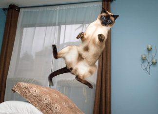 在空中漂浮的貓~~真的??!! 飛行貓咪9