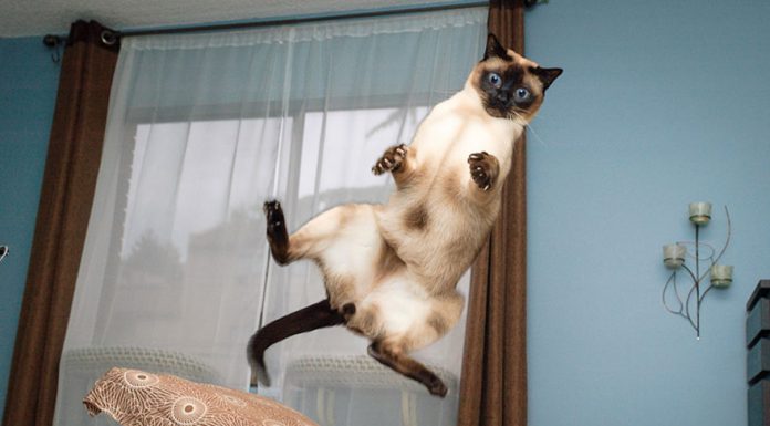 在空中漂浮的貓~~真的??!! 飛行貓咪9