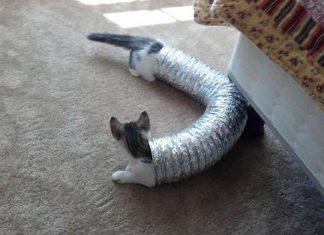 巧合的貓咪照~忍不住要看第二遍! 水管貓