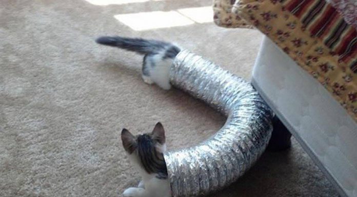 巧合的貓咪照~忍不住要看第二遍! 水管貓