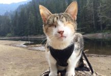 盲貓做了一件事令人敬畏的事~! 盲貓9