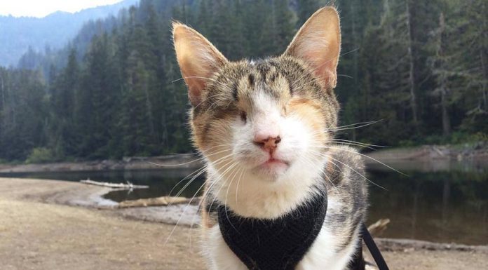 盲貓做了一件事令人敬畏的事~! 盲貓9