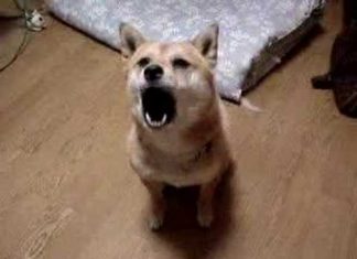 日本柴犬罵台灣髒話! 形象崩壞~~ 罵髒話的狗1