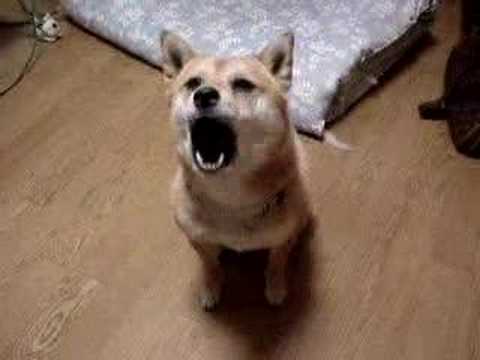 日本柴犬罵台灣髒話! 形象崩壞~~ 罵髒話的狗1