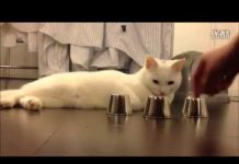 天眼通?? 貓咪玩猜杯子遊戲,命中率百分百~貓界的賭聖~ 猜杯子貓1