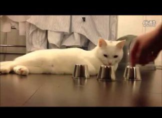 天眼通?? 貓咪玩猜杯子遊戲,命中率百分百~貓界的賭聖~ 猜杯子貓1