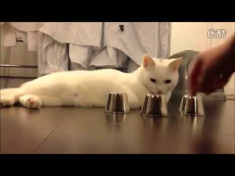 天眼通?? 貓咪玩猜杯子遊戲,命中率百分百~貓界的賭聖~ 猜杯子貓1