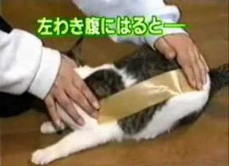 貼膠帶走路出現怪事的貓咪~千萬別模仿!!! 貓被貼膠帶1