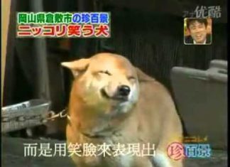 狗會笑? 看到主人會強顏歡笑的柴犬?? 微笑的狗20