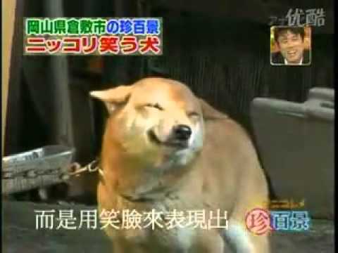 狗會笑? 看到主人會強顏歡笑的柴犬?? 微笑的狗20