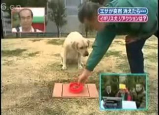 食物不見! 狗狗們的反應誰最誇張~~ 狗碗不見1