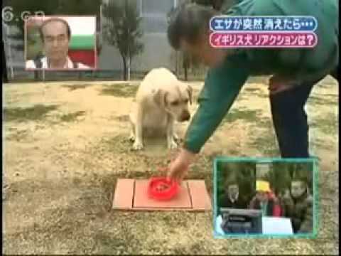 食物不見! 狗狗們的反應誰最誇張~~ 狗碗不見1