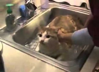 怕水的貓洗澡時居然說話了!? 巧克力貓1