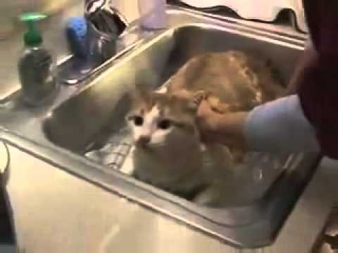 怕水的貓洗澡時居然說話了!? 巧克力貓1