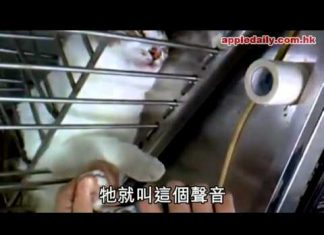 貓剪指甲會痛嗎? 這隻大喊著不不不~!!! 剪指甲的貓7