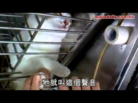 貓剪指甲會痛嗎? 這隻大喊著不不不~!!! 剪指甲的貓7