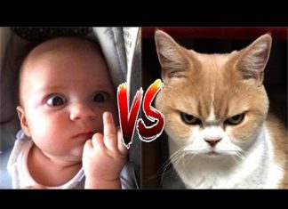 揭發貓咪的惡行惡狀! 害得小主人「仆街」,全都錄~ 貓與小孩1