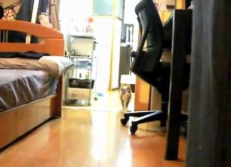 123木頭貓~躡手躡腳逼近主人!!! 123木頭貓1