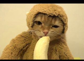 貓扮猴子吃香蕉引發網友撻伐! 貓吃香蕉1