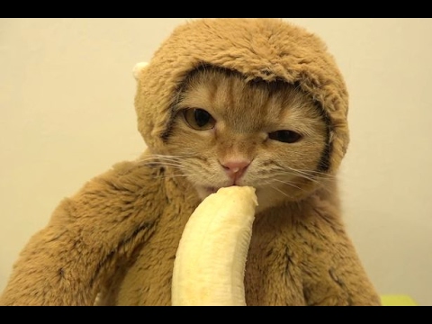 貓扮猴子吃香蕉引發網友撻伐! 貓吃香蕉1