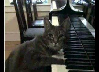 奇! 貨真價實會彈鋼琴的貓~ 彈鋼琴的貓1