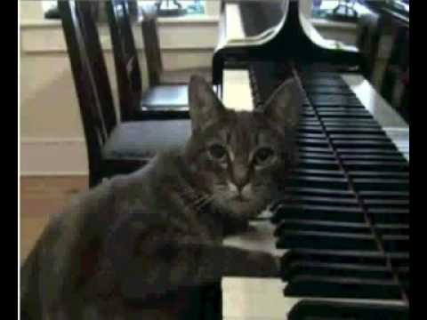 奇! 貨真價實會彈鋼琴的貓~ 彈鋼琴的貓1