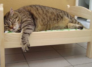 日本貓主人將宜家娃娃床變成… 貓床11