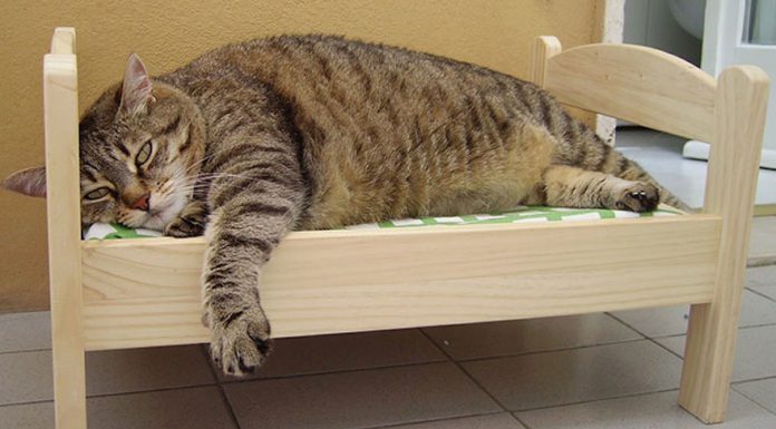 日本貓主人將宜家娃娃床變成… 貓床11