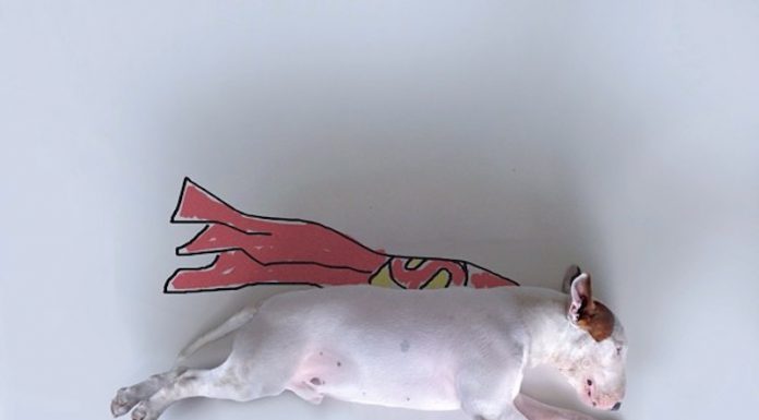 狗的藝術創作撫平主人失落的心! 畫插畫的狗9