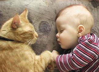 為什麼你的孩子需要一隻貓? 貓與小孩7