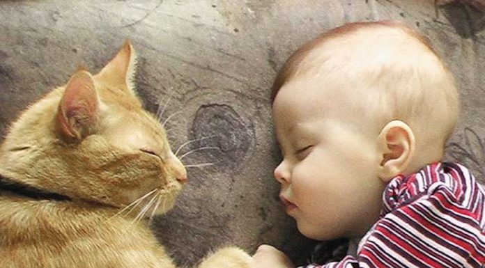 為什麼你的孩子需要一隻貓? 貓與小孩7
