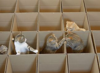 壯觀! 給貓玩的巨型玩具~ 紙箱迷宮3