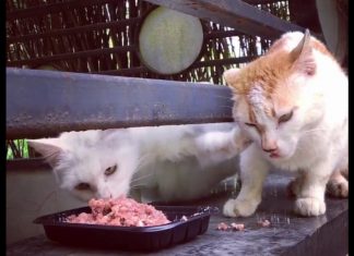 貓咪搶食~一掌狠狠推開! 搶食的貓1