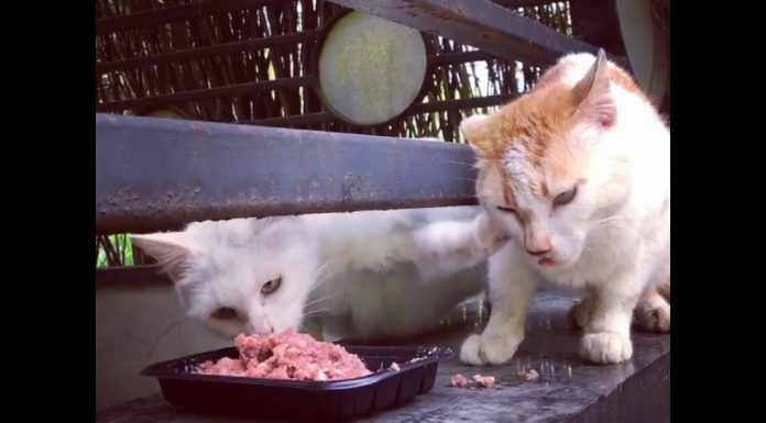 貓咪搶食~一掌狠狠推開! 搶食的貓1