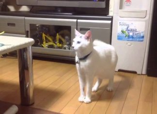 飯前竟然嚇得用兩隻腳站立後退的貓! 站立的白貓1