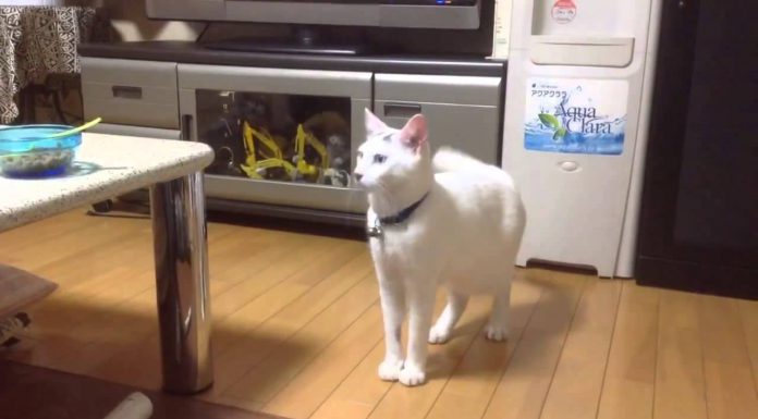飯前竟然嚇得用兩隻腳站立後退的貓! 站立的白貓1