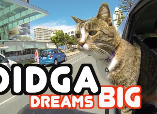 你不得佩服的澳洲特技高手貓! 不論是翻滾跑跳樣樣精通! 貓兜風