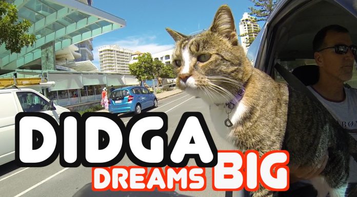 你不得佩服的澳洲特技高手貓! 不論是翻滾跑跳樣樣精通! 貓兜風