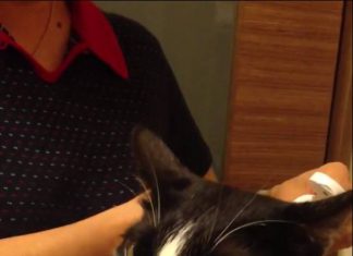 吃化毛膏趕羚羊的貓~表情超有戲 吃化毛膏的貓6