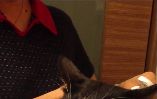 吃化毛膏趕羚羊的貓~表情超有戲 吃化毛膏的貓6